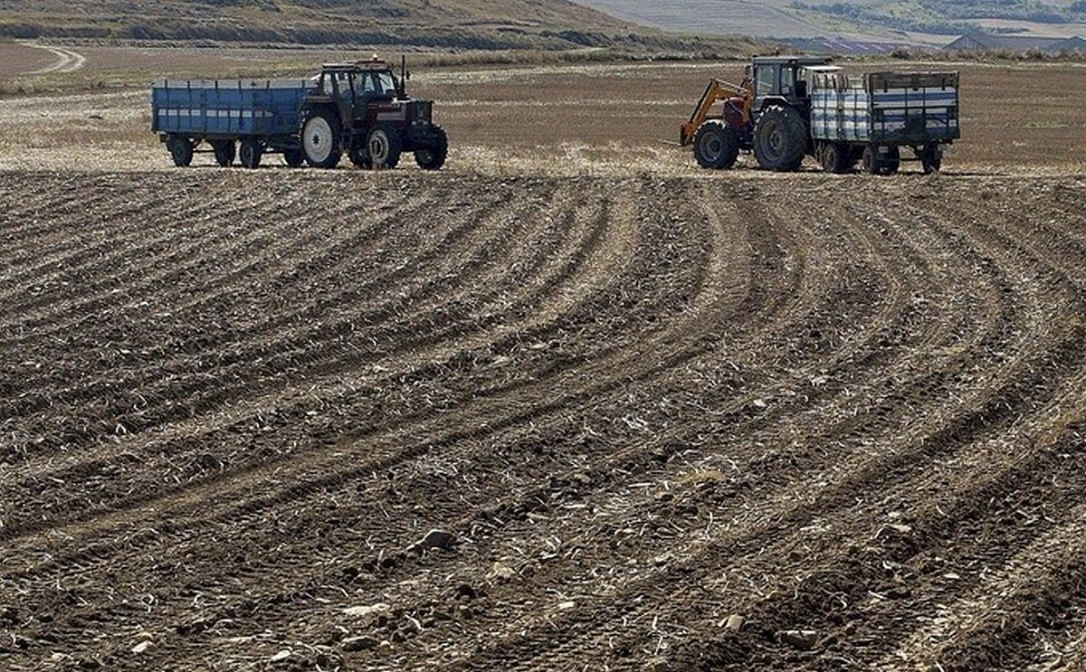 Algunos agricultores optan por no sacar las patatas de la tierra para no aumentar las pérdidas Algunos agricultores optan por no sacar las patatas de la tierra para no aumentar las pérdidas